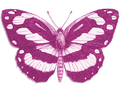 butterfly icon